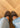 A7425 - Leopardo Camel Suede-Shoes-Billi Bi-Butler Loftet