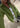 DERRIS - Grasshopper-Shirts-By Malene Birger-Butler Loftet