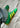 TOKYO - Groene schoenen-Adidas Originals-Butler Loftet
